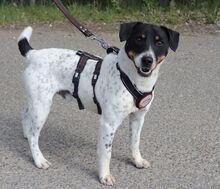 CHIPE, Hund, Parson Russell Terrier-Mix in Nürnberg - Bild 17