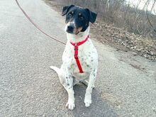 CHIPE, Hund, Parson Russell Terrier-Mix in Nürnberg - Bild 21