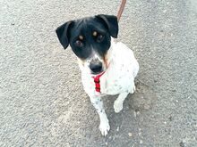 CHIPE, Hund, Parson Russell Terrier-Mix in Nürnberg - Bild 22