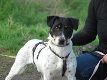 CHIPE, Hund, Parson Russell Terrier-Mix in Nürnberg - Bild 3