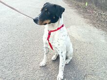 CHIPE, Hund, Parson Russell Terrier-Mix in Nürnberg - Bild 34