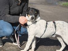 CHIPE, Hund, Parson Russell Terrier-Mix in Nürnberg - Bild 5