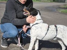 CHIPE, Hund, Parson Russell Terrier-Mix in Nürnberg - Bild 7