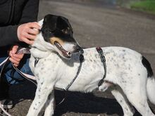 CHIPE, Hund, Parson Russell Terrier-Mix in Nürnberg - Bild 8