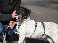 CHIPE, Hund, Parson Russell Terrier-Mix in Nürnberg - Bild 9