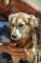 TRILLA, Hund, Mischlingshund in Ungarn - Bild 1