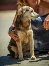 TRILLA, Hund, Mischlingshund in Ungarn - Bild 10