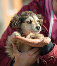 TRILLA, Hund, Mischlingshund in Ungarn - Bild 13