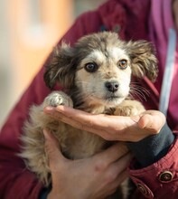 TRILLA, Hund, Mischlingshund in Ungarn - Bild 14