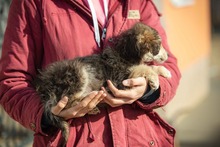 TRILLA, Hund, Mischlingshund in Ungarn - Bild 16