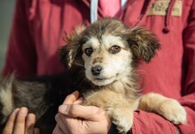 TRILLA, Hund, Mischlingshund in Ungarn - Bild 19