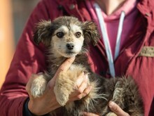 TRILLA, Hund, Mischlingshund in Ungarn - Bild 20