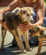 TRILLA, Hund, Mischlingshund in Ungarn - Bild 3