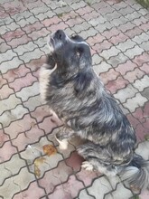 GIPSY, Hund, Hütehund in Rumänien - Bild 3