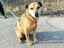 WILLI, Hund, Deutscher Pinscher-Mix in Ungarn - Bild 24