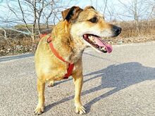 WILLI, Hund, Deutscher Pinscher-Mix in Ungarn - Bild 29