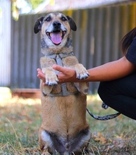 WILLI, Hund, Deutscher Pinscher-Mix in Ungarn - Bild 4