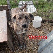 VERONA, Hund, Mischlingshund in Bulgarien - Bild 1