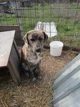 VERONA, Hund, Mischlingshund in Bulgarien - Bild 3