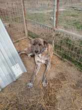 VERONA, Hund, Mischlingshund in Bulgarien - Bild 4