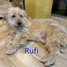 RUFI, Hund, Mischlingshund in Harzgerode - Bild 1