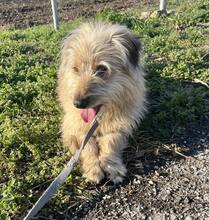 RUFI, Hund, Mischlingshund in Harzgerode - Bild 2