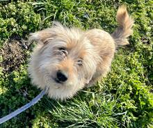 RUFI, Hund, Mischlingshund in Harzgerode - Bild 4