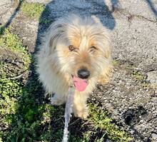 RUFI, Hund, Mischlingshund in Harzgerode - Bild 5