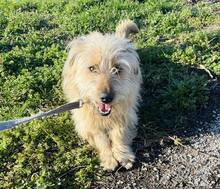 RUFI, Hund, Mischlingshund in Harzgerode - Bild 6
