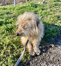 RUFI, Hund, Mischlingshund in Harzgerode - Bild 7
