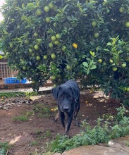 EINSTEIN, Hund, Perro de Pastor Mallorquin-Mix in Spanien - Bild 10