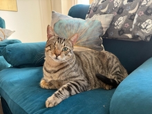 PATCH, Katze, Hauskatze in Spanien - Bild 12