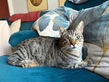PATCH, Katze, Hauskatze in Spanien - Bild 13