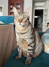 PATCH, Katze, Hauskatze in Spanien - Bild 14