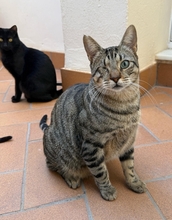 PATCH, Katze, Hauskatze in Spanien - Bild 15