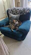 PATCH, Katze, Hauskatze in Spanien - Bild 16