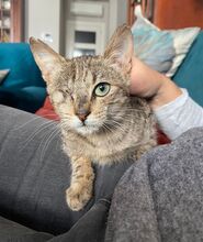 PATCH, Katze, Hauskatze in Spanien - Bild 4