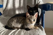 PATCH, Katze, Hauskatze in Spanien - Bild 7