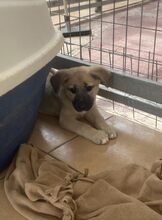 RONJA, Hund, Mischlingshund in Griechenland