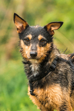 VAIANA, Hund, Podenco-Mix in Lahstedt