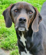 FANOURIS, Hund, Mischlingshund in Griechenland - Bild 16