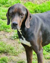 FANOURIS, Hund, Mischlingshund in Griechenland - Bild 17