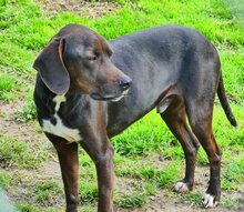 FANOURIS, Hund, Mischlingshund in Griechenland - Bild 18