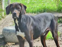 FANOURIS, Hund, Mischlingshund in Griechenland - Bild 19
