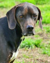 FANOURIS, Hund, Mischlingshund in Griechenland - Bild 20