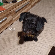 MIA, Hund, Mischlingshund in Bietigheim-Bissingen
