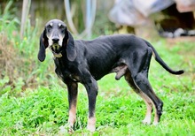 NIKOLAUS, Hund, Mischlingshund in München