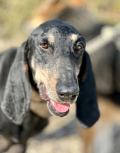 NIKOLAUS, Hund, Mischlingshund in München - Bild 2