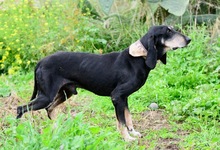 NIKOLAUS, Hund, Mischlingshund in München - Bild 3