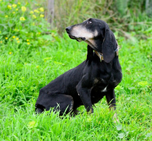 NIKOLAUS, Hund, Mischlingshund in München - Bild 4